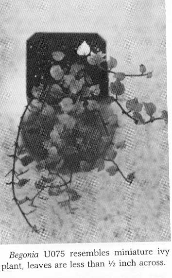 B. U075